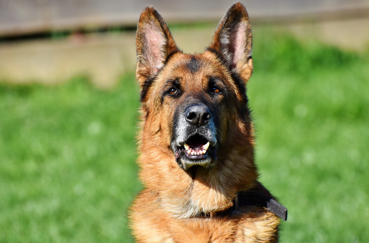 Read more about the article The 10 Best Dog Breeds for Home Security